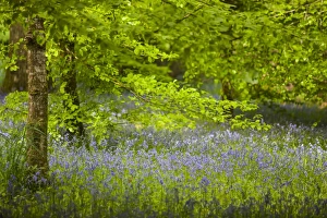 Bluebells -Hyacinthoides non-scripta- in flower, Cornwall, England, United Kingdom Bluebells -Hyacinthoides non-scripta- in flower, Cornwall, England, United Kingdom
