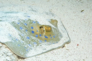 Bluespotted Ribbontail Ray -Taeniura lymma-, Red Sea, Egypt Bluespotted Ribbontail Ray -Taeniura lymma-, Red Sea, Egypt