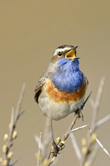 Bluethroat -Luscinia svecica cyanecula-, singing on perch, De Geul, Texel, Texel Bluethroat -Luscinia svecica cyanecula-, singing on perch, De Geul, Texel, Texel