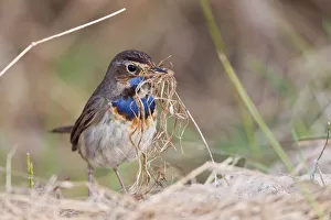 Bluethroat -Luscinia svecica- with nesting material, Texel, West Frisian Islands Bluethroat -Luscinia svecica- with nesting material, Texel, West Frisian Islands