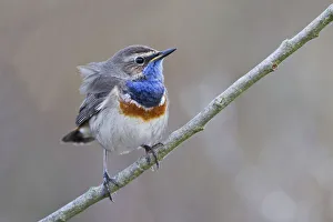 Bluethroat -Luscinia svecica- perched on a branch, Texel, West Frisian Islands Bluethroat -Luscinia svecica- perched on a branch, Texel, West Frisian Islands
