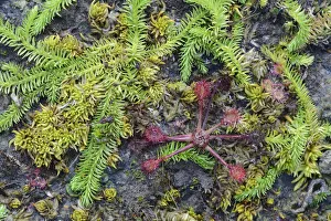 Bog Clubmoss -Lycopodiella inundata- and Round-leafed Sundew -Drosera rotundifolia Bog Clubmoss -Lycopodiella inundata- and Round-leafed Sundew -Drosera rotundifolia