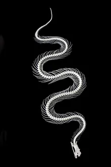 bones, poisonous, reptile, skeleton, snake bones, poisonous, reptile, skeleton, snake