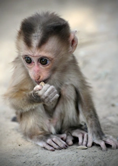 Bonnet macaque -Macaca radiata-, baby monkey in captivity, Laos, Southeast Asia Bonnet macaque -Macaca radiata-, baby monkey in captivity, Laos, Southeast Asia