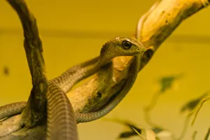 Boomslang -Dispholidus typus-, Swakopmund, Erongo Region, Namibia Boomslang -Dispholidus typus-, Swakopmund, Erongo Region, Namibia