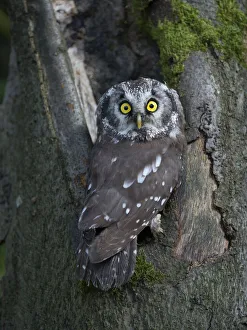 Boreal Owl or Tengmalms Owl -Aegolius funereus-, Rhineland-Palatinate, Germany Boreal Owl or Tengmalms Owl -Aegolius funereus-, Rhineland-Palatinate, Germany