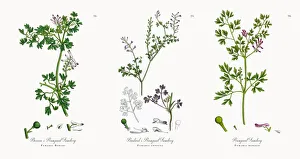 Boreauas Rampant Fumitory, Fumaria Boraei, Victorian Botanical Illustration, 1863 Boreauas Rampant Fumitory, Fumaria Boraei, Victorian Botanical Illustration, 1863
