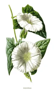 Retro Styled Botanicals Prints: Bindweed