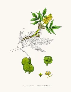 Antique Botanical Illustration Prints: Bladdernut tree branch