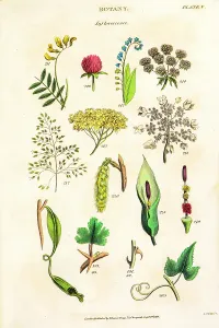 Botanical Illustrations 19th Century Prints: Botanical Linnean classification, 19th century illustration