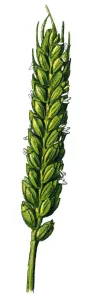 Retro Botanical Illustrations Prints: bread wheat