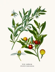 Cockroach Berry Fine Art Print 1897 Botanical Lithograph