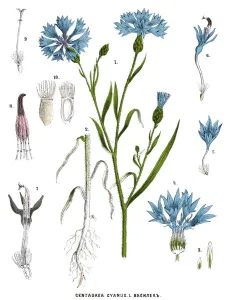 Retro Botanical Illustrations Prints: cornflower