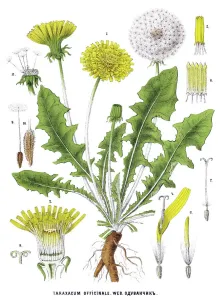 Dandelion Antique Botanical Print