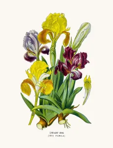 Dwarf Iris Fine Lithograph Print