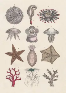 Botanical Illustration Prints: Fine Art Print of 1880 Echinoderms and Cnidarians