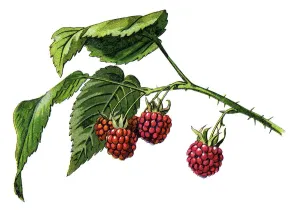 Raspberry Antique Botanical Print of Medicinal Plants