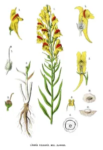 Retro Botanical Illustrations Prints: toadflax
