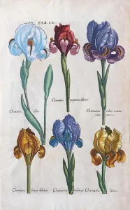 Prints of Various types of errors (Iris), hand-coloured copper engraving by Matthaeus Merian from the Viridarium Reformatum by Michael Valentini, 1719 Matthaeus Merian Prints: Hand-coloured copper engraving print of Iris varieties, 1719