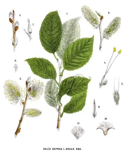 Retro Botanical Illustrations Prints: willow