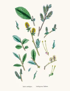 Digitally Restored Engraving Prints: Willow tree