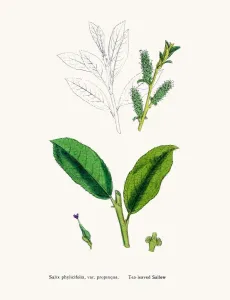 Digitally Restored Engraving Prints: Willow tree