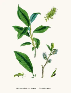 Antique Herbal Medicine Images Prints: Willow tree