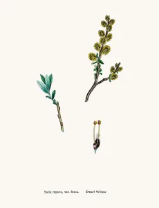 Antique Floral Patterns Prints: Willow tree