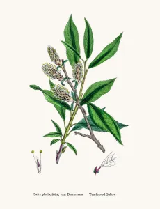 Digitally Restored Engraving Prints: Willow tree