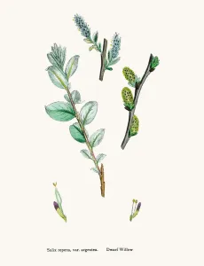 Digitally Restored Engraving Prints: Willow tree