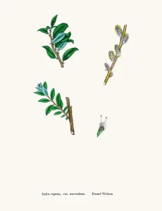 Digitally Restored Engraving Prints: Willow tree