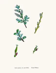 Antique Herbal Medicine Images Prints: Willow tree