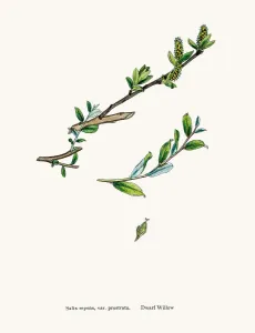 Antique Engraved Flowers Prints: Willow tree