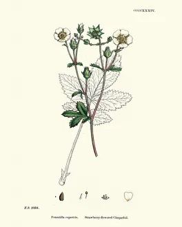 Botanical print, Potentilla rupestris, Strawberry flowered cinquefoil Botanical print, Potentilla rupestris, Strawberry flowered cinquefoil