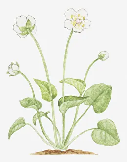botany, bud, cut out, flower, foliage, grass of parnassus, growth, leaf, no people botany, bud, cut out, flower, foliage, grass of parnassus, growth, leaf, no people