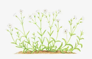 botany, caryophyllaceae, cerastium, cerastium arvense, cut out, field chickweed botany, caryophyllaceae, cerastium, cerastium arvense, cut out, field chickweed