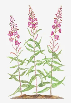 botany, chamerion, chamerion angustifolium, cut out, epilobium, epilobium angustifolium botany, chamerion, chamerion angustifolium, cut out, epilobium, epilobium angustifolium