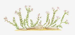 botany, crassulaceae, cut out, english stonecrop, flower, leaf, no people, plant botany, crassulaceae, cut out, english stonecrop, flower, leaf, no people, plant