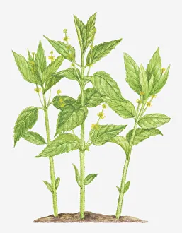 botany, cut out, dogs mercury, euphorbiaceae, flower, foliage, leaf, mercurialis botany, cut out, dogs mercury, euphorbiaceae, flower, foliage, leaf, mercurialis