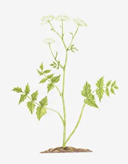 botany, cut out, flower, greater burnet-saxifrage, leaf, no people, pimpinella botany, cut out, flower, greater burnet-saxifrage, leaf, no people, pimpinella
