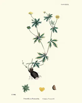 Botany, Potentilla erecta, common tormentil, Flower, plant, botanical print Botany, Potentilla erecta, common tormentil, Flower, plant, botanical print