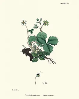 Botany, Potentilla sterilis, barren strawberry, Flower, plant, botanical print Botany, Potentilla sterilis, barren strawberry, Flower, plant, botanical print