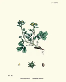 Botany, Sibbaldia procumbens, creeping sibbaldia, Flower, plant, botanical print Botany, Sibbaldia procumbens, creeping sibbaldia, Flower, plant, botanical print
