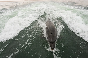 Bottlenose dolphin -Tursiops truncatus- in Walvis Bay, Erongo Region, Namibia Bottlenose dolphin -Tursiops truncatus- in Walvis Bay, Erongo Region, Namibia