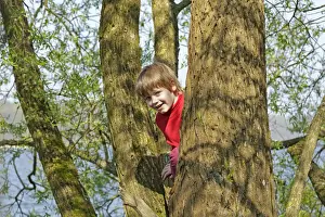 Boy Climbing Tree Prints: Boy climbing a tree