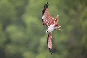 Nature wildlife/phoo chan bird nature photography/brahminy kite Nature wildlife/phoo chan bird nature photography/brahminy kite