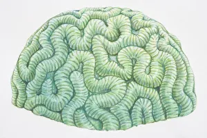 Brain Coral (Diploria labyrinthiformis) For sale as Framed Prints, Photos,  Wall Art and Photo Gifts