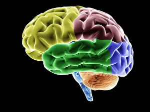 Brain, various brain areas highlighted in colour, conceptual image for neurology, thinking, knowledge, memory, anatomy Brain, various brain areas highlighted in colour, conceptual image for neurology, thinking, knowledge, memory, anatomy