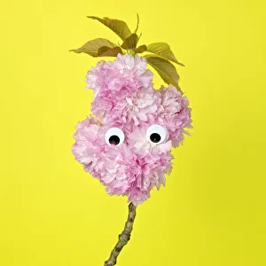 A branch of pink oriental cherry blossoms made to look like a face A branch of pink oriental cherry blossoms made to look like a face