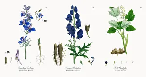 Branching Larkspur, Delphinium Ajacis, Victorian Botanical Illustration, 1863 Branching Larkspur, Delphinium Ajacis, Victorian Botanical Illustration, 1863